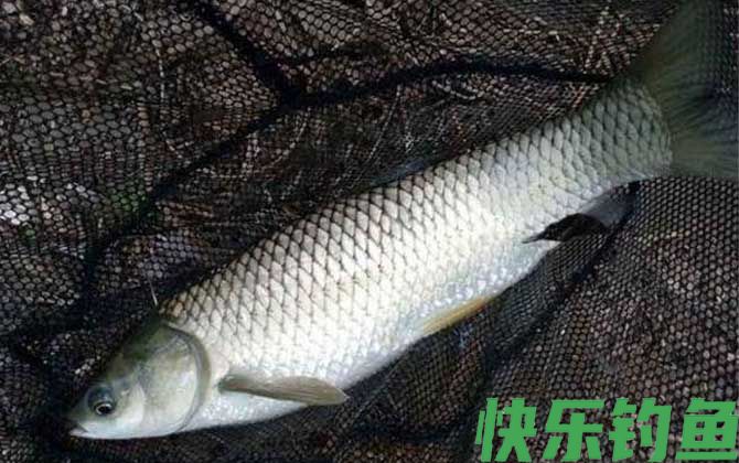 什么味道吸引草鱼？(图3)