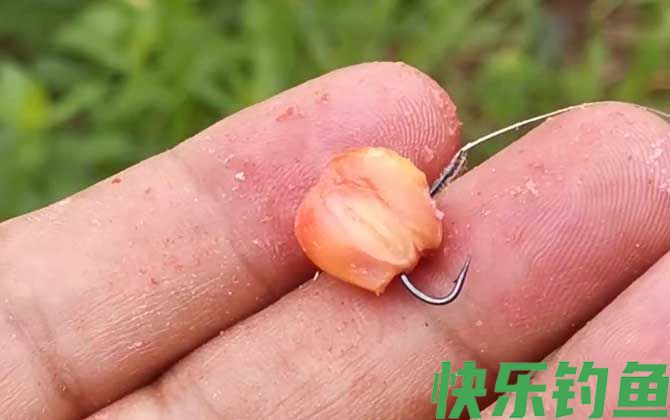 颗粒打窝玉米钓效果好吗？(图2)
