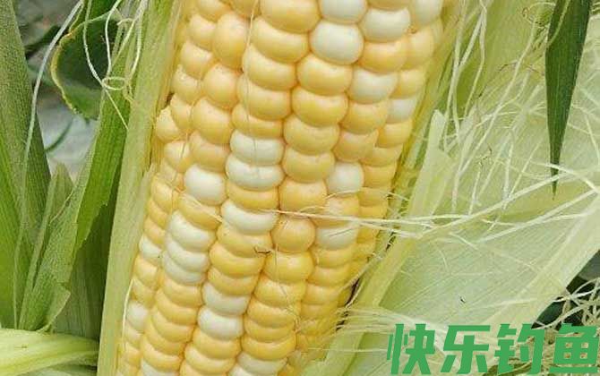 嫩玉米饵料泡制配方大全(图2)