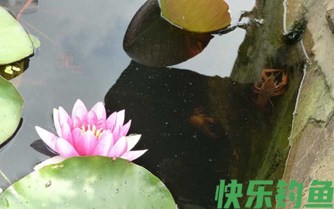 钓小龙虾用什么诱饵最好？(图2)