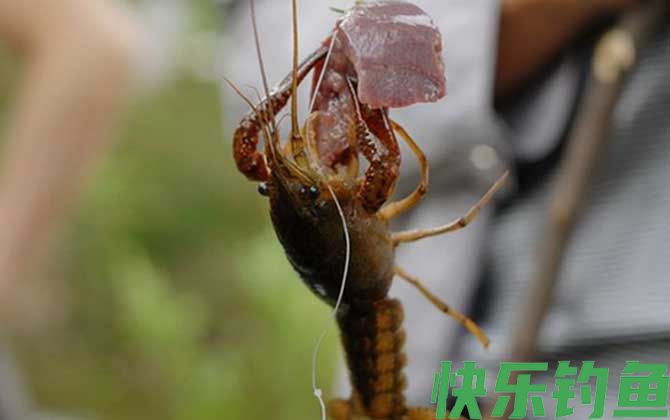 钓小龙虾用什么诱饵最好？(图1)