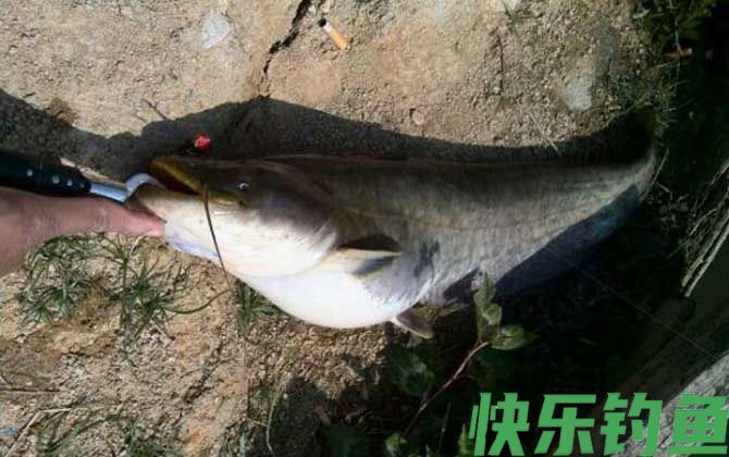 路亚鲶鱼用什么假饵最好？(图3)