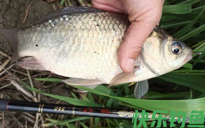 鲫鱼喜欢吃什么味道的饵料？(图3)