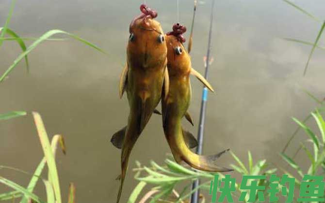 钓嘎鱼用什么饵料最好？(图2)