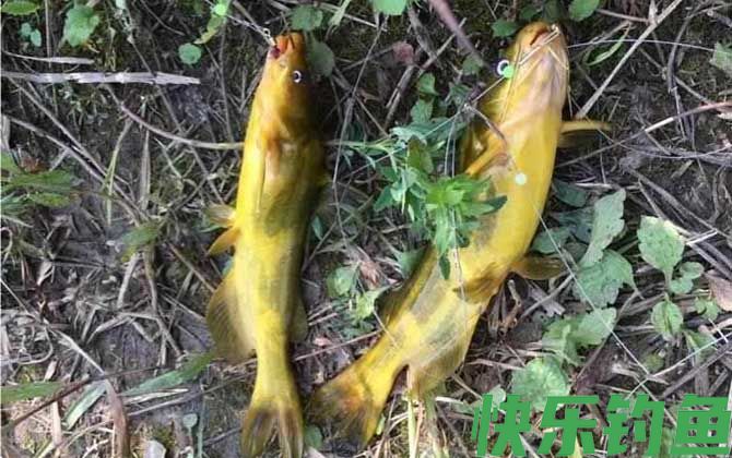 钓嘎鱼用什么饵料最好？(图3)