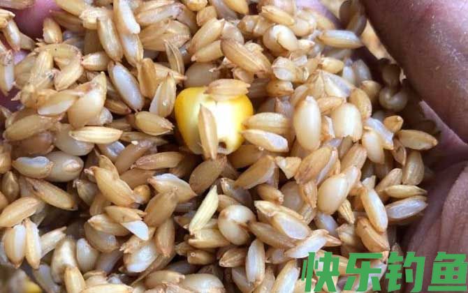 二月钓鱼用什么打窝好？(图5)