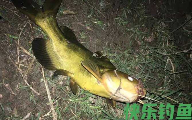 钓嘎鱼用什么饵料最好？(图4)