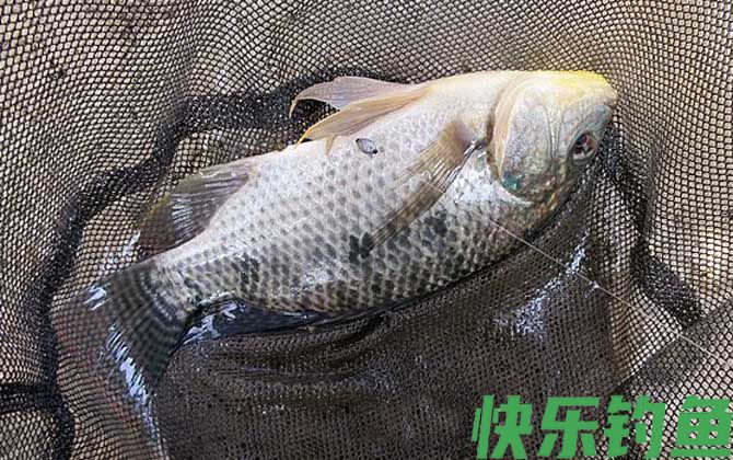 钓大罗非饵料排名第一的是什么？(图2)