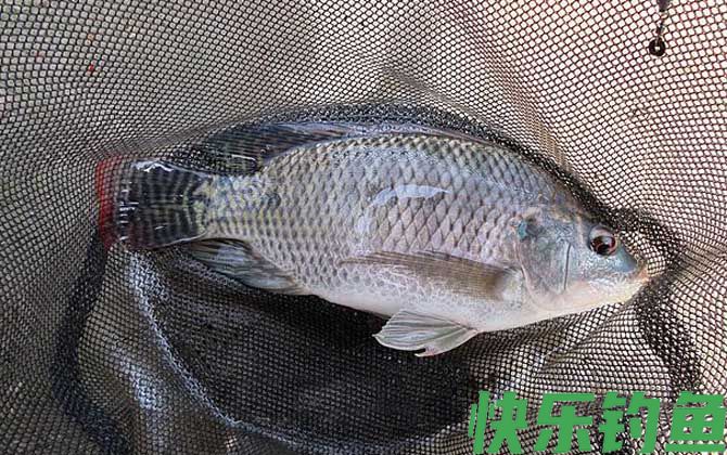 钓大罗非饵料排名第一的是什么？(图1)