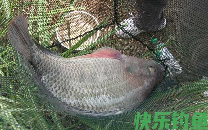 钓大罗非饵料排名第一的是什么？(图3)