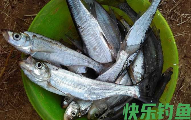 晚上用什么路亚钓翘嘴鱼好？(图4)