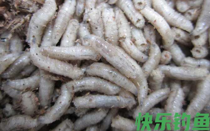 钓鲫鱼什么饵料最好用？(图4)