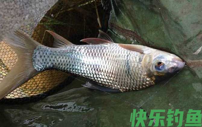 钓鲮鱼用什么商品饵料最好？(图4)