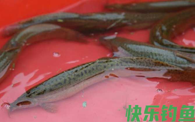 钓泥鳅用什么饵料？(图3)