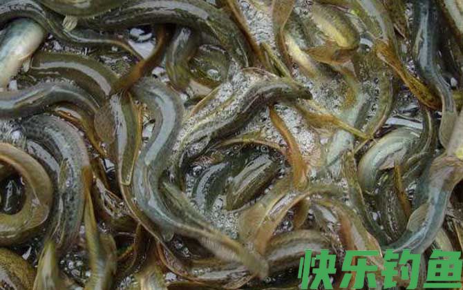 钓泥鳅用什么饵料？(图2)