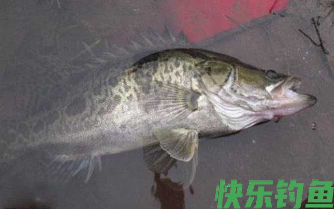 路亚鳜鱼用什么颜色的饵？(图1)