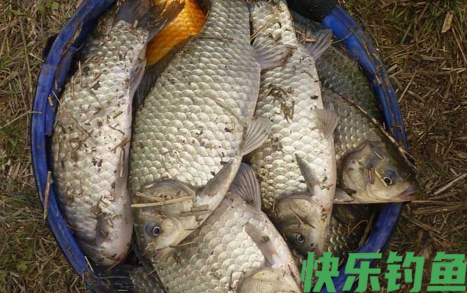开春野钓鲫鱼饵料配方大全(图2)