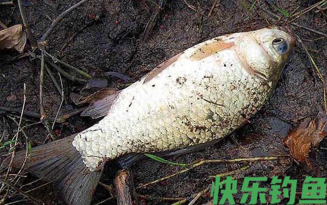 开春野钓鲫鱼饵料配方大全(图3)