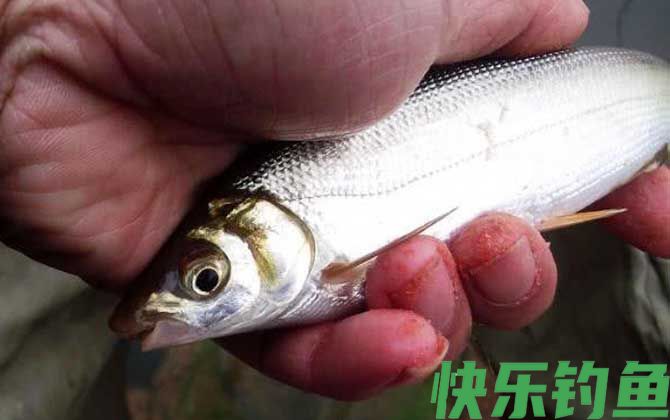 鲴鱼用什么打窝最好钓？(图2)