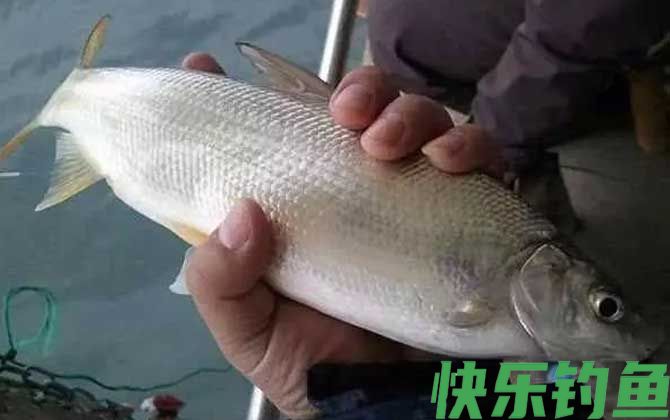 鲴鱼用什么打窝最好钓？(图5)