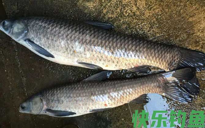 青鱼最爱吃什么饵料？(图2)