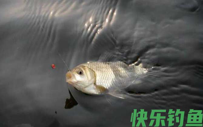 初春钓鲫鱼用什么打窝最好？(图1)