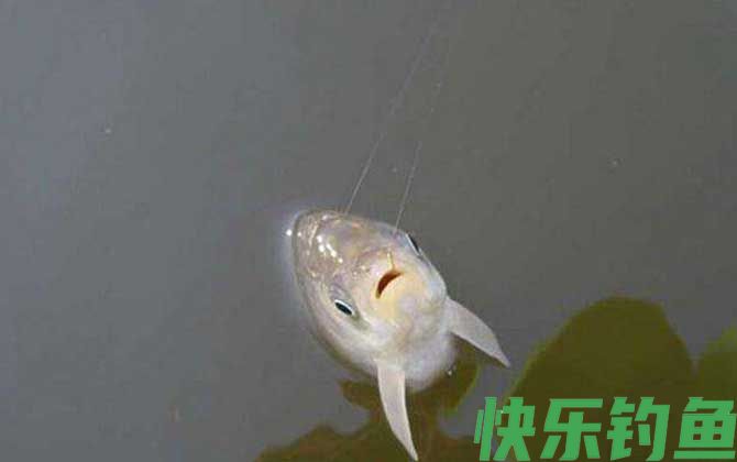 大板鲫喜欢吃什么味型？(图3)