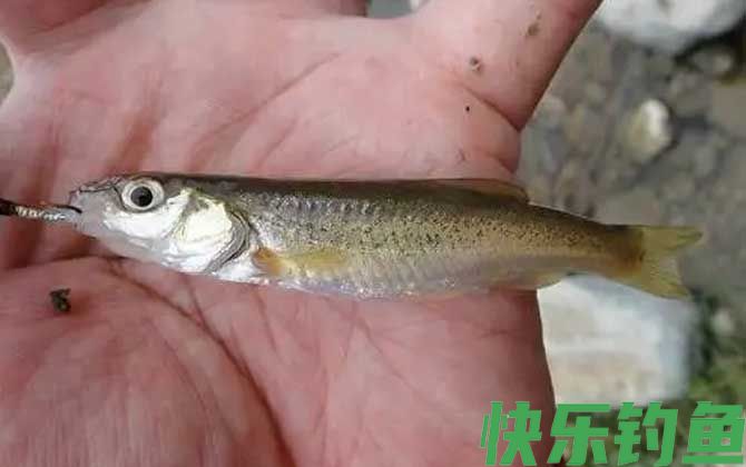 钓柳根鱼用什么饵料？(图3)