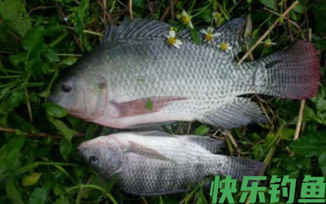 罗非鱼用蚯蚓好钓吗？(图1)