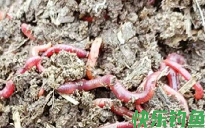 家庭养蚯蚓最简单的方法(图1)