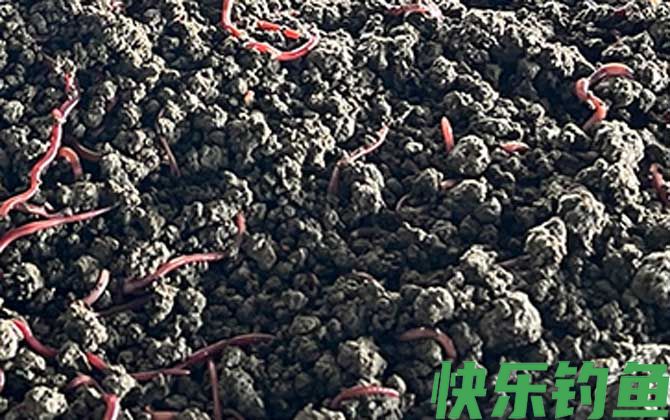家庭养蚯蚓最简单的方法(图4)