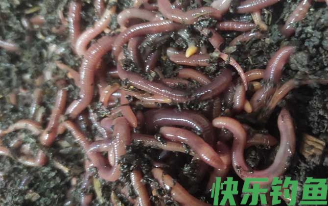 家庭养蚯蚓最简单的方法(图6)