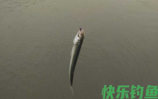 专攻小白条鱼饵料有哪些？(图1)