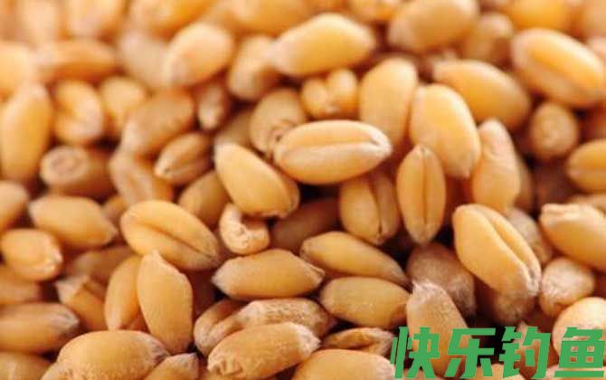 钓大板鲫用什么饵料好？(图3)