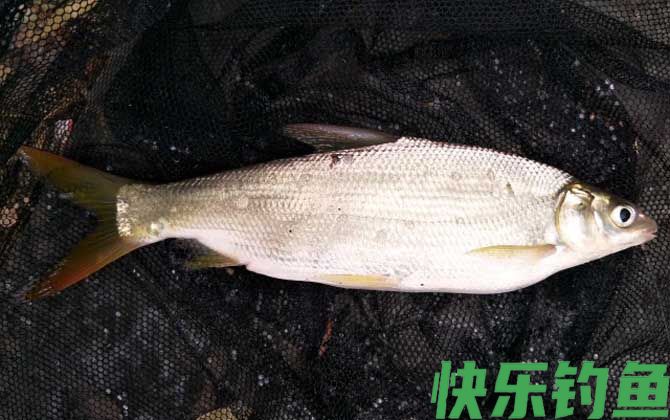 钓黄尾鲴最佳饵料及配方(图1)