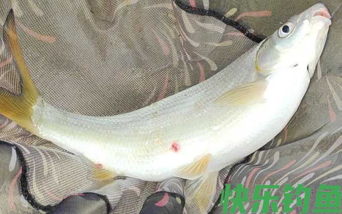 钓黄尾鲴最佳饵料及配方(图3)