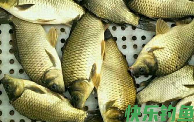 冬季钓鲫鱼窝料配方大全(图3)