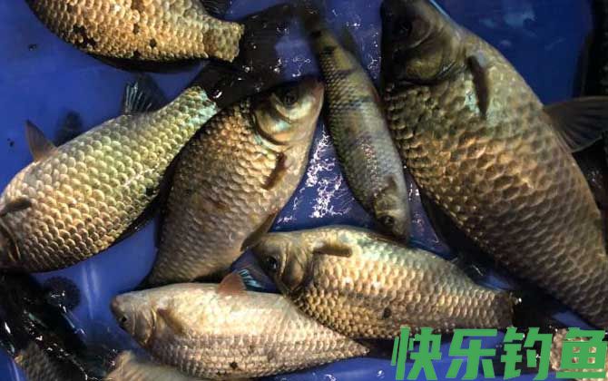 冬季钓鲫鱼窝料配方大全(图2)