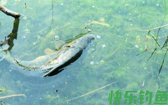 水库钓鱼用什么饵料？(图4)