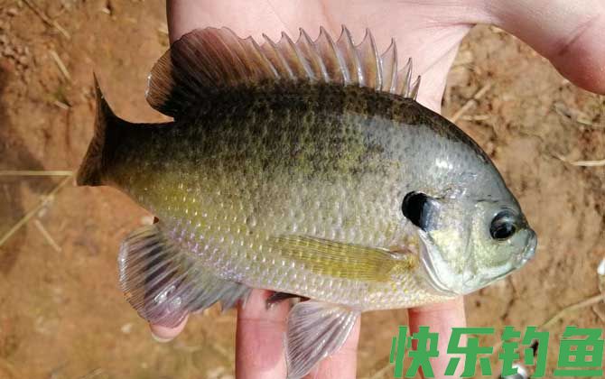 路亚太阳鱼用什么假饵？(图2)
