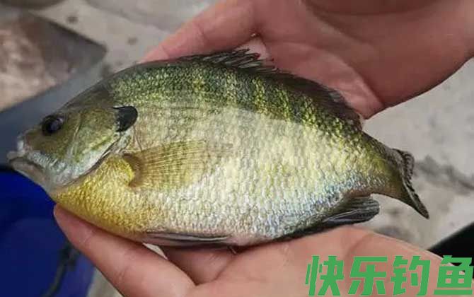 路亚太阳鱼用什么假饵？(图3)