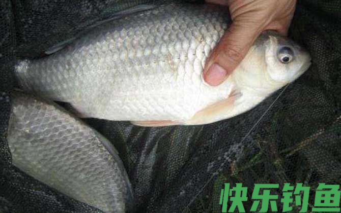 螺鲤饵料能钓什么鱼？(图1)
