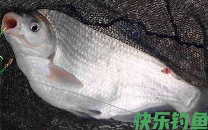 螺鲤饵料能钓什么鱼？(图5)
