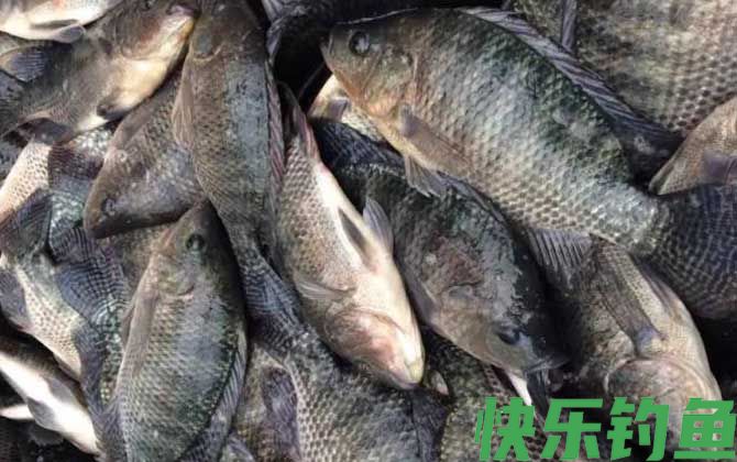 螺鲤饵料能钓什么鱼？(图6)