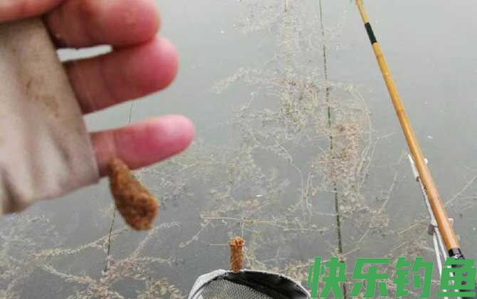 新手钓鱼饵料见水就没了怎么回事？(图1)
