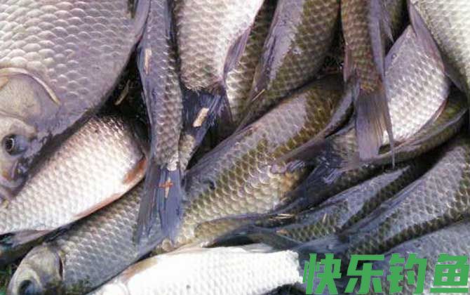 野钓鲫鱼窝料自制配方大全(图4)