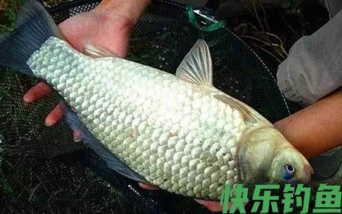 野钓鲫鱼窝料自制配方大全(图5)