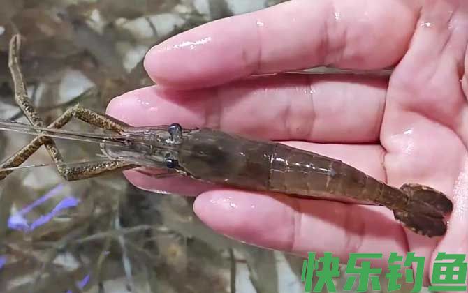 什么东西最吸引河虾？(图1)