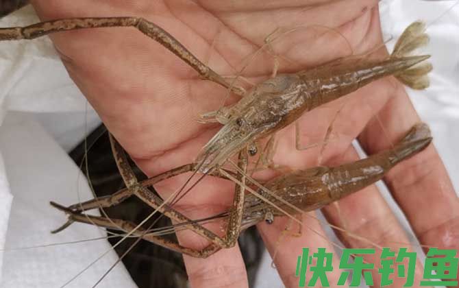 什么东西最吸引河虾？(图2)