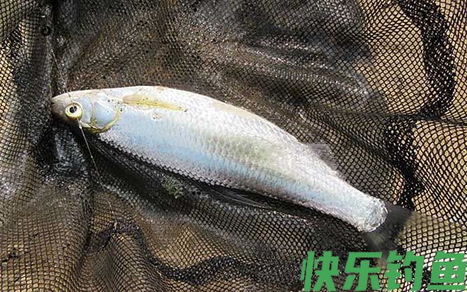 钓白条鱼用什么饵料打窝？(图2)